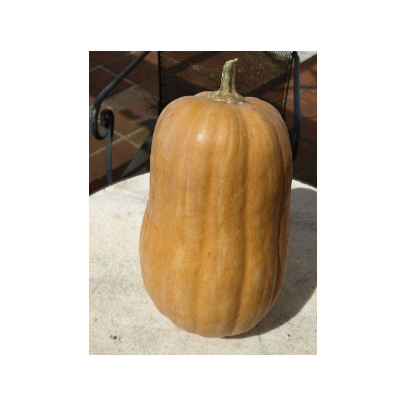 calabaza pera