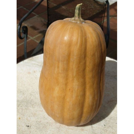 calabaza pera