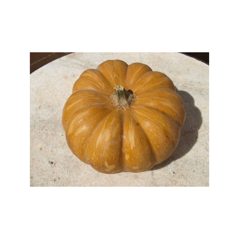 calabaza redonda acostillada