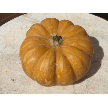 calabaza redonda acostillada