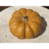 calabaza redonda acostillada