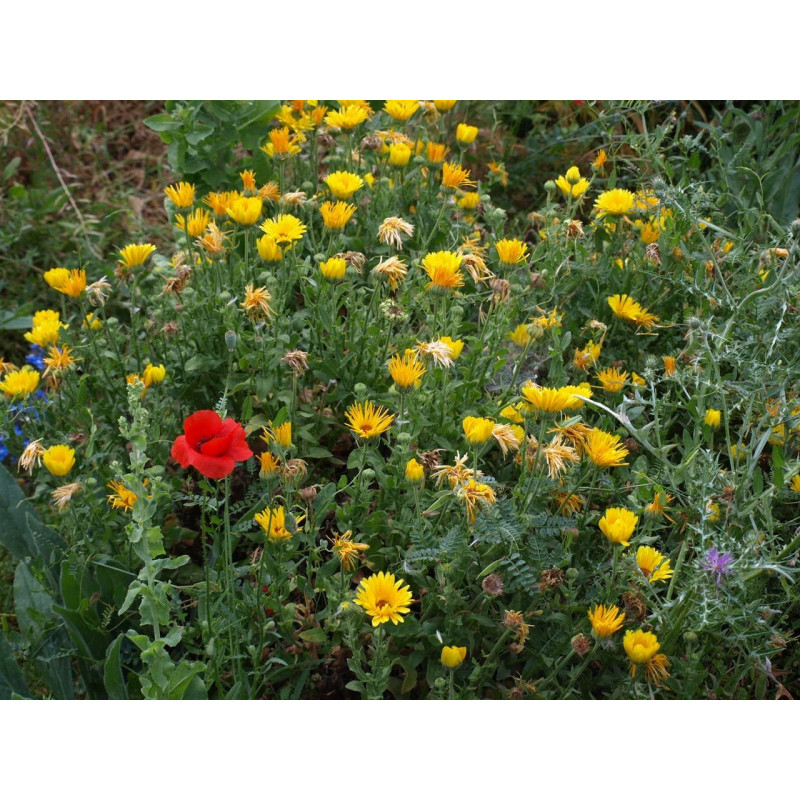 calendula alpha