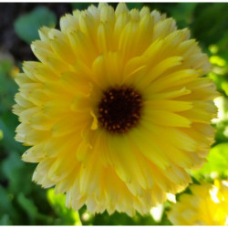 calendula alpha