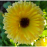 calendula alpha
