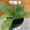 calendula alpha
