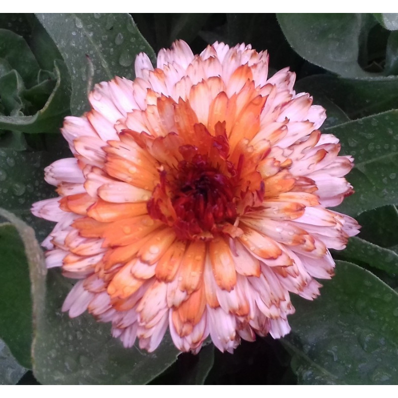 Calendula Bicolor