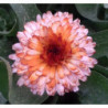 Calendula Bicolor (Semillas)