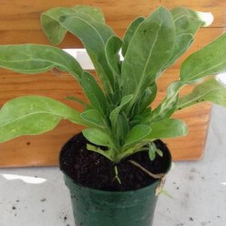 Calendula Bicolor (Semillas)
