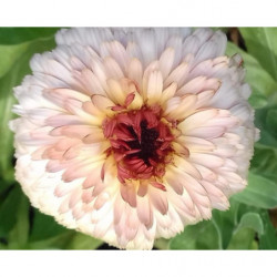 Calendula Bicolor (Semillas)