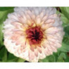 Calendula Bicolor (Semillas)