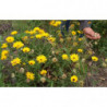 calendula o maravilla