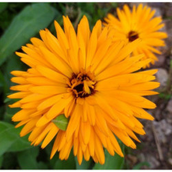 calendula o maravilla
