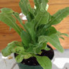 calendula o maravilla
