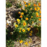 calendula oficinalis