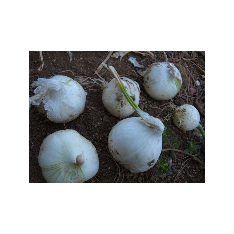cebolla blanca