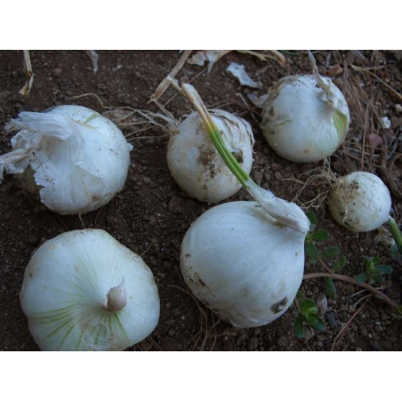 cebolla blanca