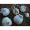 cebolla blanca