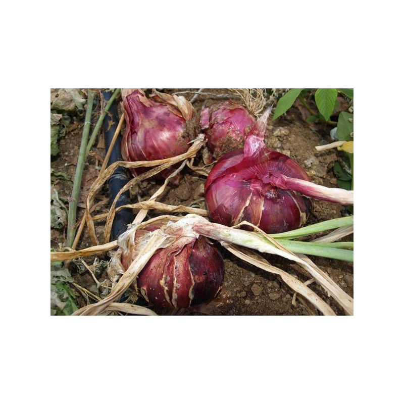 cebolla roja