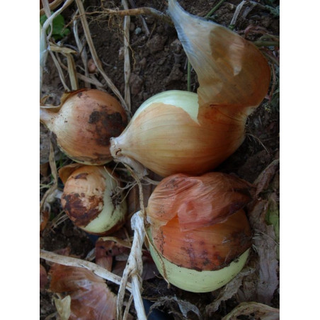 cebolla valenciana