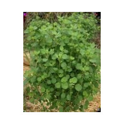 cilantro boliviano semillas