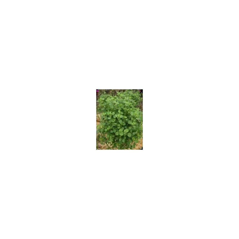 cilantro boliviano semillas