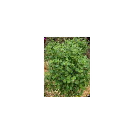 cilantro boliviano semillas