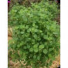 cilantro boliviano semillas