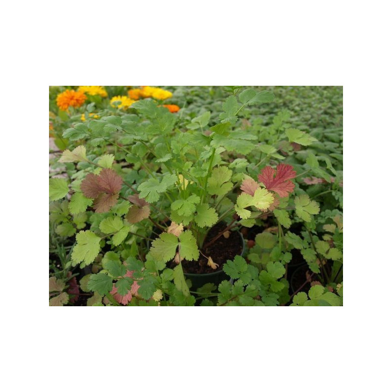 cilantro