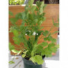 cilantro
