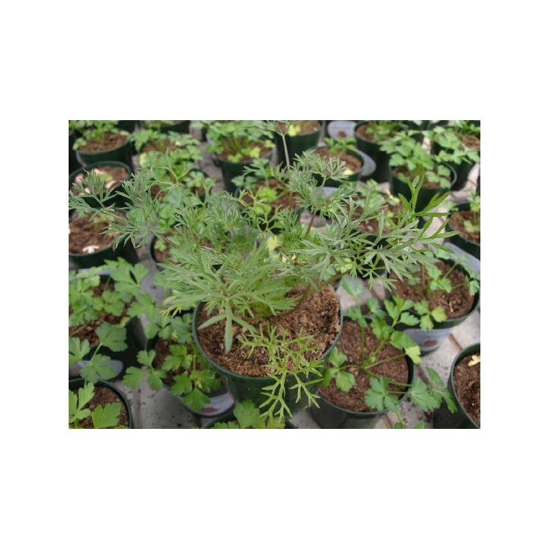cilantro delfino