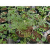 cilantro delfino