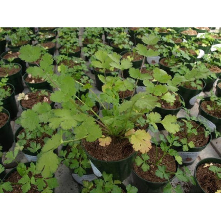 cilantro jantar