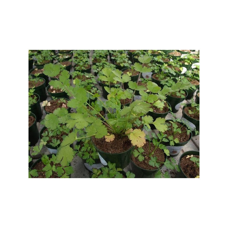 cilantro jantar