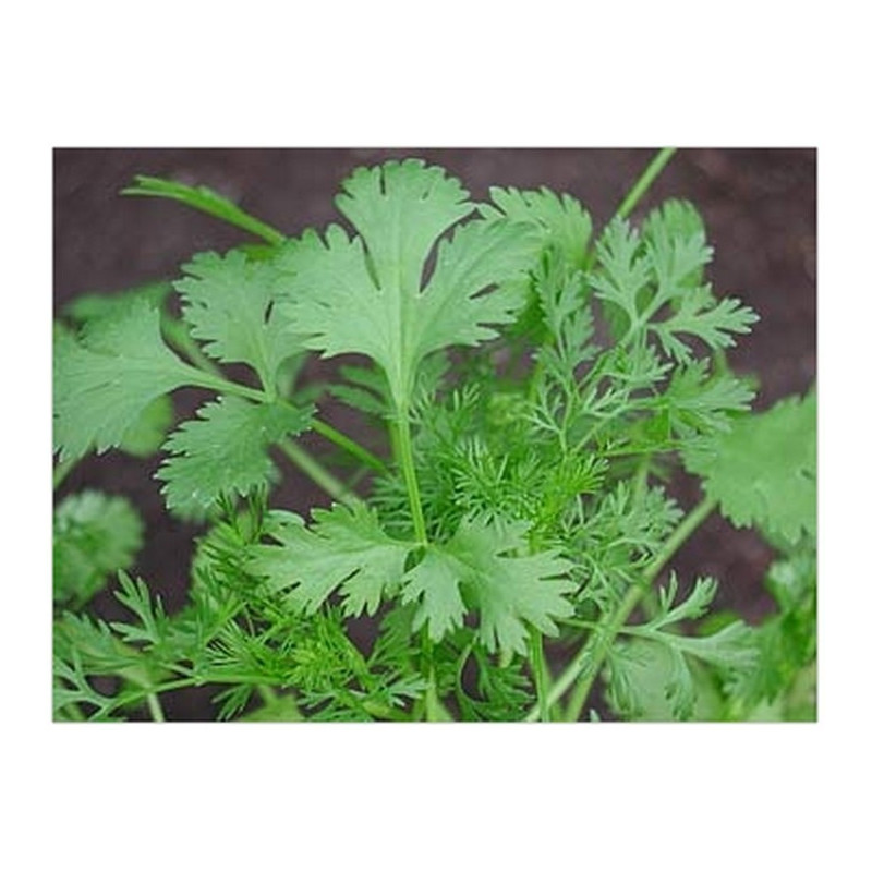 cilantro marroqu