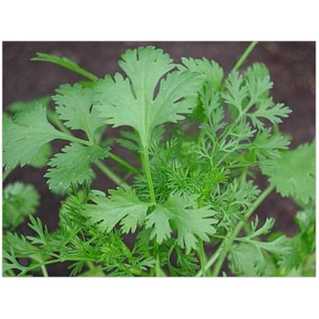 cilantro marroqu