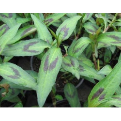 cilantro vietnamita
