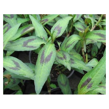 cilantro vietnamita