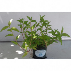 cilantro vietnamita