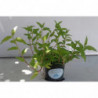cilantro vietnamita
