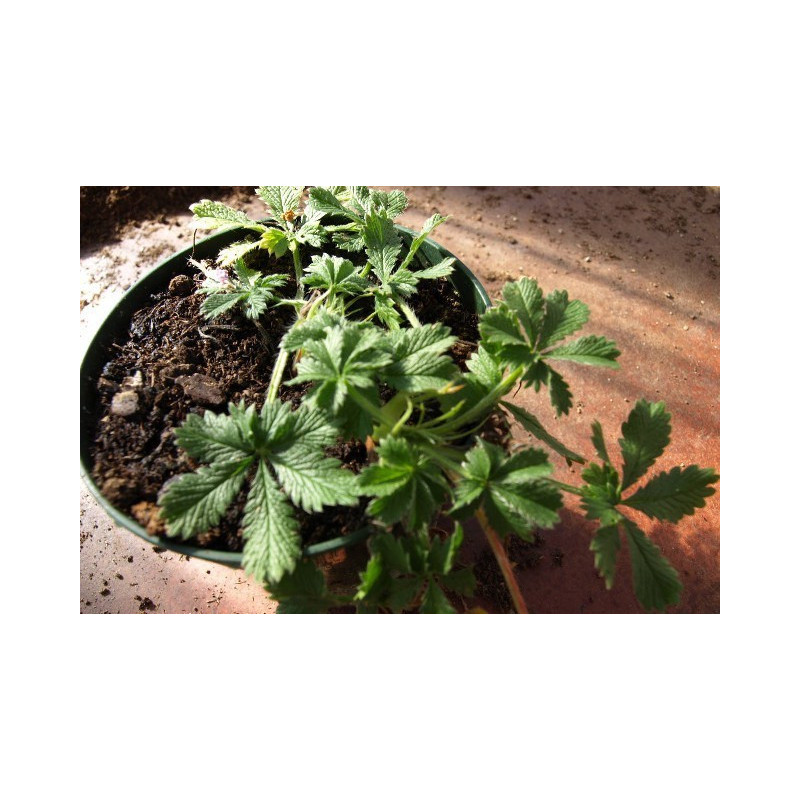 potentilla pedata