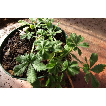 potentilla pedata