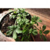 potentilla pedata
