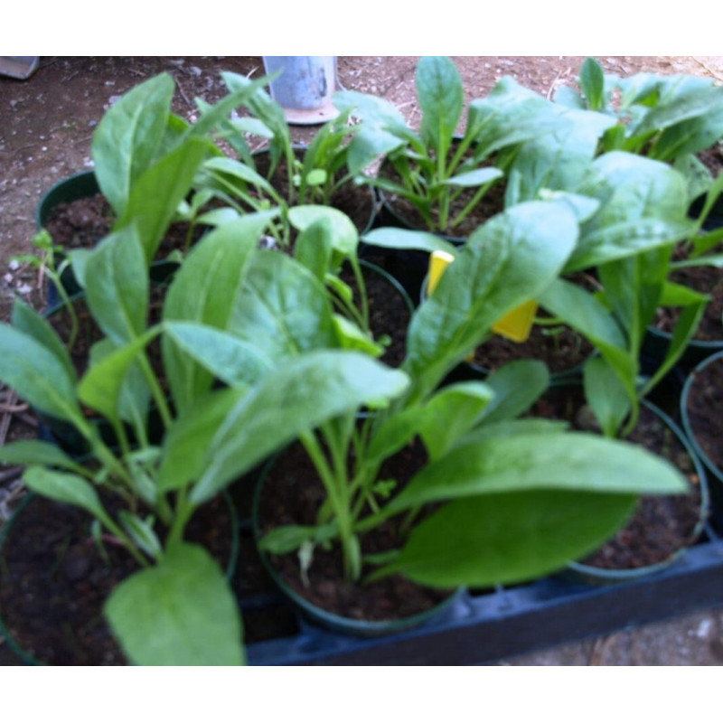 consuelda tuberosa
