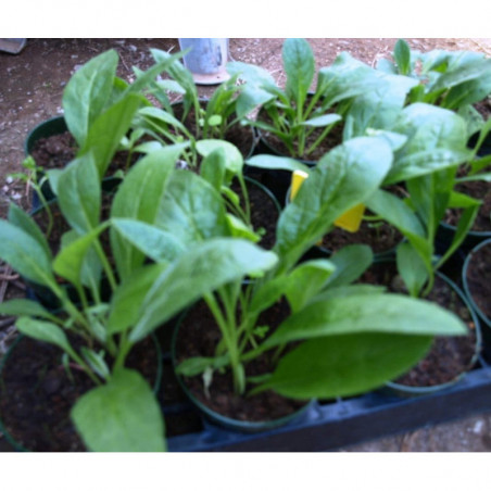 consuelda tuberosa