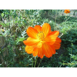 cosmos de flor amarilla