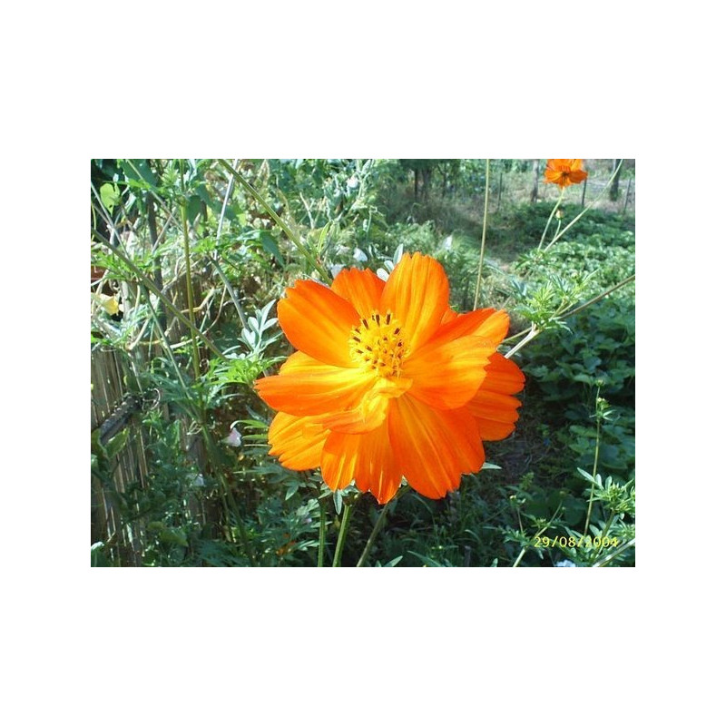 cosmos de flor amarilla