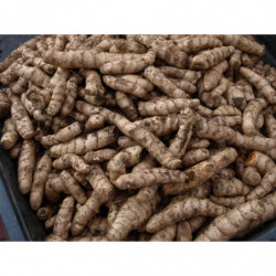 curcuma