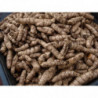 curcuma
