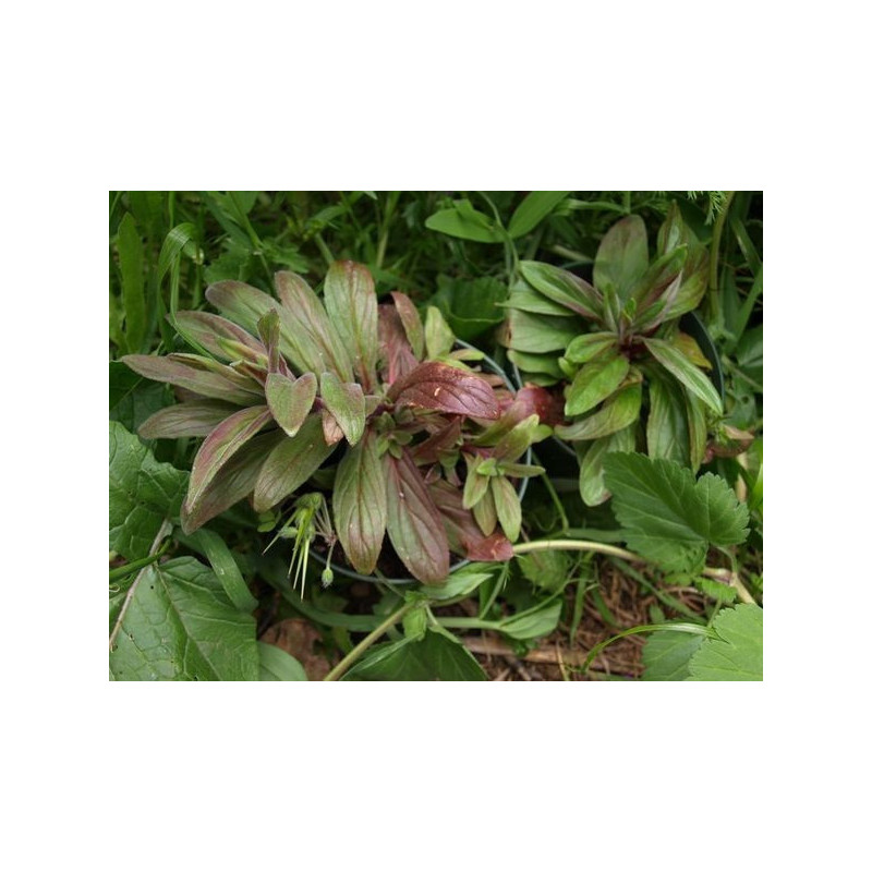 epilobio de flor pequena
