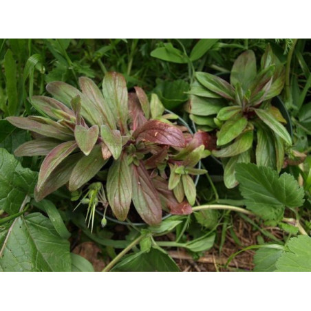 epilobio de flor pequena